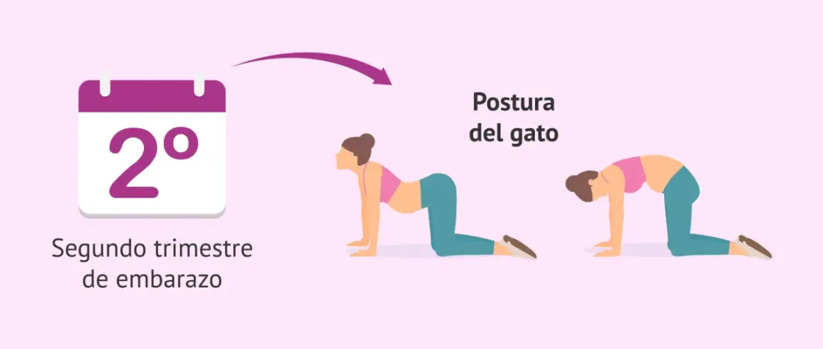 Calendario indica segundo trimestre de embarazo. Ilustración muestra secuencia yoga embarazadas: postura del gato, arqueando la espalda.