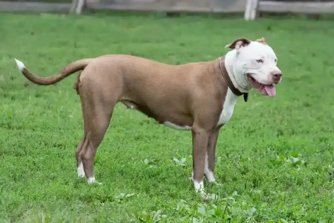 Potężny pies rasy pitbull, z pewnością najsilniejszy pies na świecie, stoi na zielonej trawie.