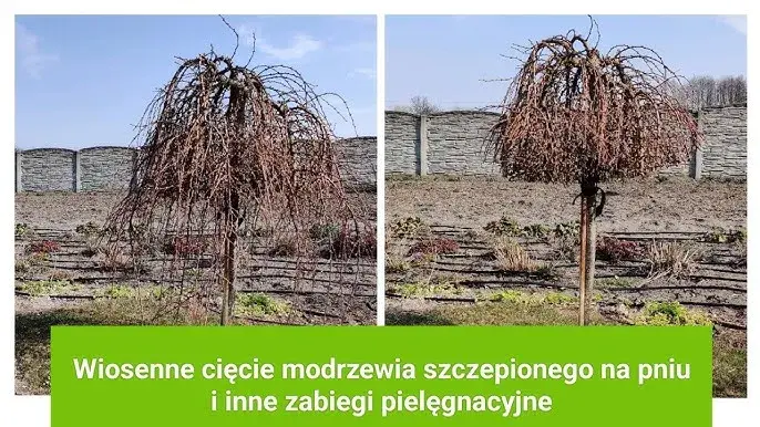Jak przycinać modrzew na pniu, aby uniknąć błędów i zapewnić zdrowie drzewa