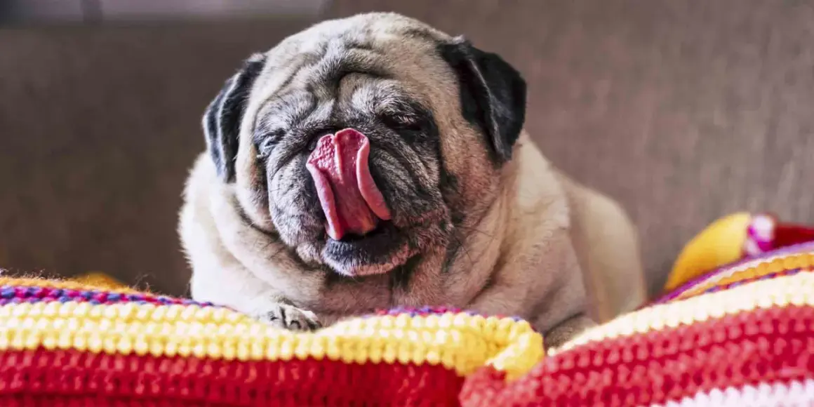 Mops z wywiniętym językiem, leżący na kolorowym kocu. Czy to pytanie "dlaczego pies liże odbyt" go tak rozbawiło?