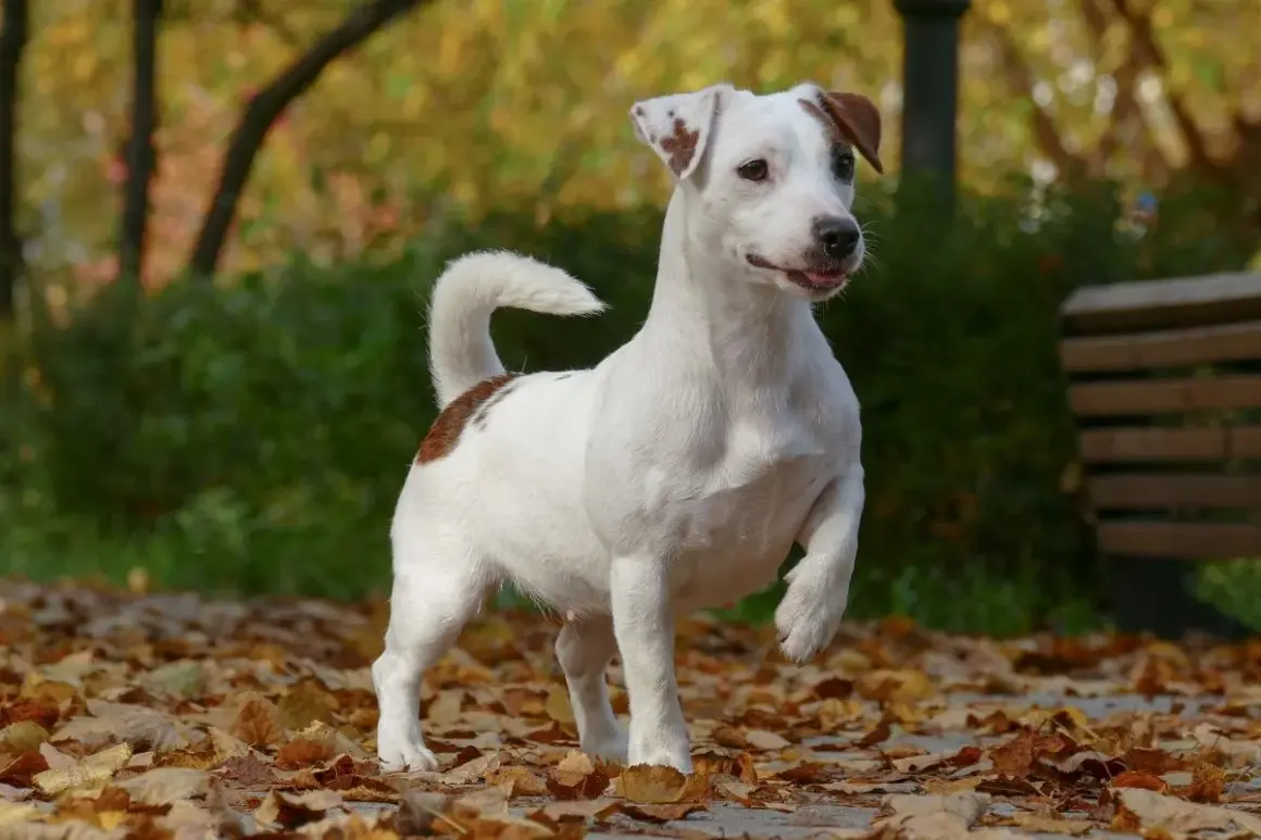Radosny piesek jack russell terrier podnosi przednią łapę, gotowy do zabawy wśród jesiennych liści.