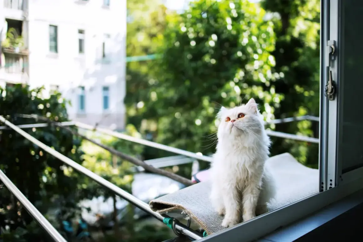 Chat blanc aux yeux ambrés, assis sur un balcon, l'air de contempler le monde, sans craindre le syndrome du chat parachutiste.