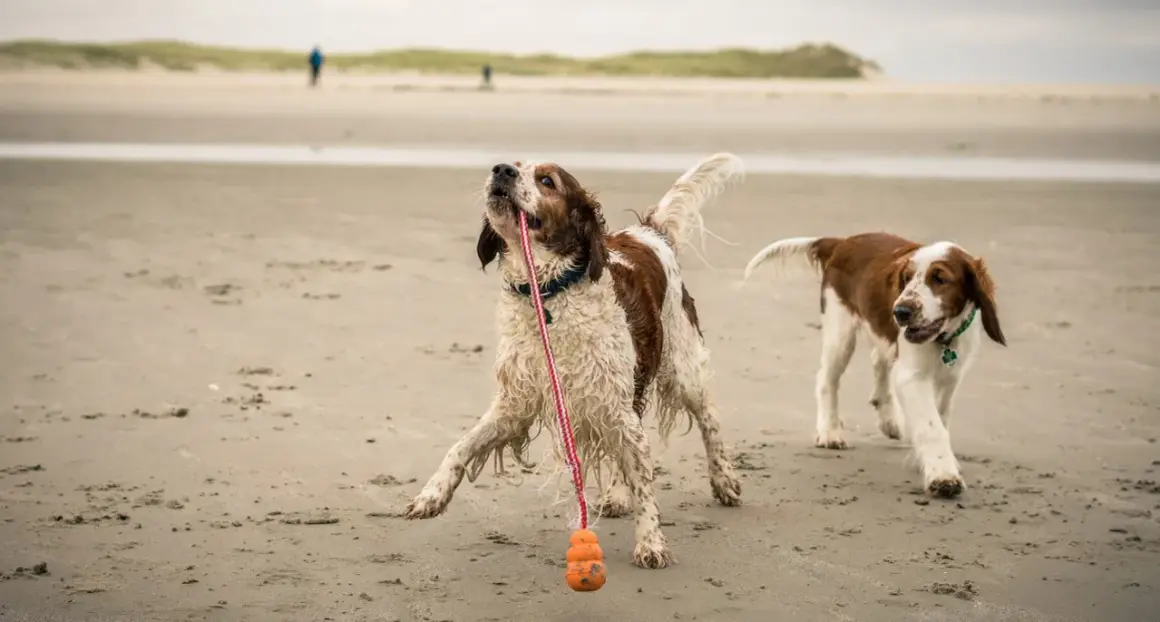 Zwei Welsh Springer Spaniels spielen am Strand mit einem Spielzeug.