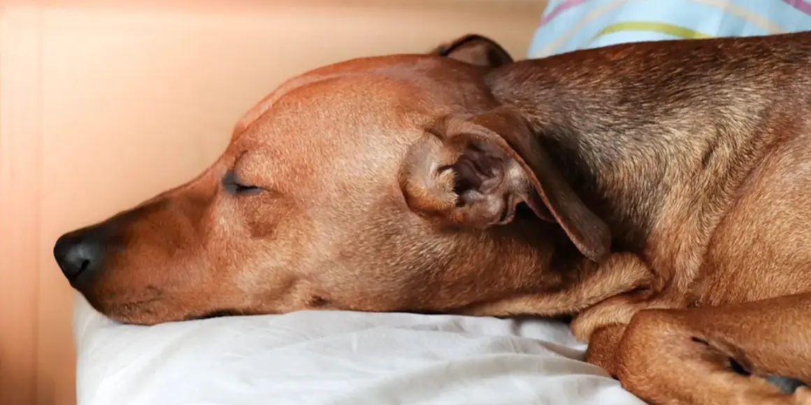 Un perro marrón duerme plácidamente en una cama. Su respiración es profunda, casi como si roncara.