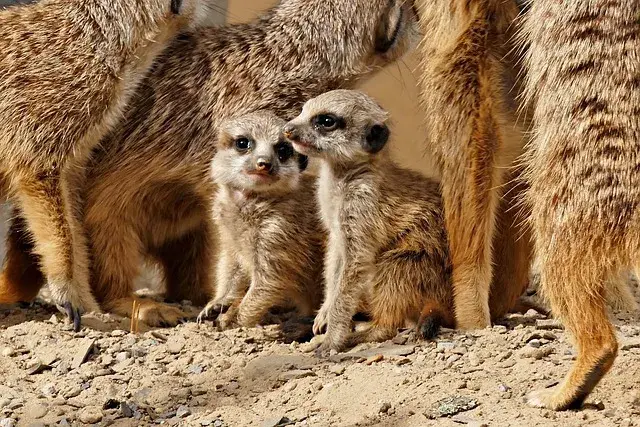 Jakie zwierzęta żyją w Afryce? Fascynująca fauna i jej tajemnice