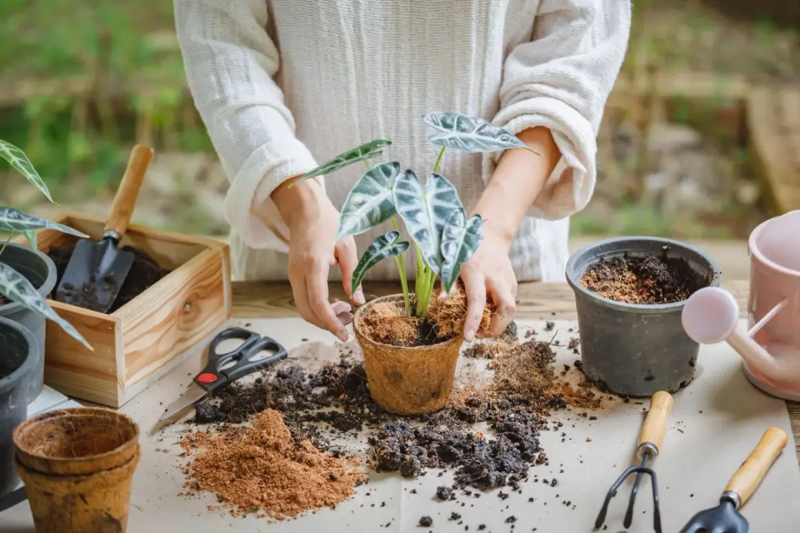 Mani che mostrano come trapiantare una pianta in un nuovo vaso, con terra, attrezzi e un annaffiatoio a portata di mano.