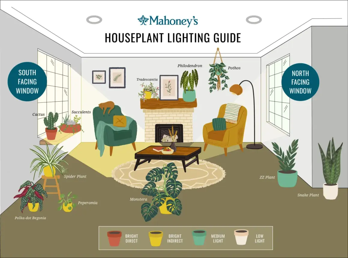 Illustration of a living room with various houseplants, showing ideal placement for best indoor lighting based on window direction and light levels.