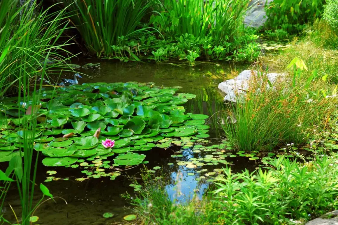 Un canard nage dans une mare de jardin luxuriante, entourée de nénuphars et de végétation verdoyante.