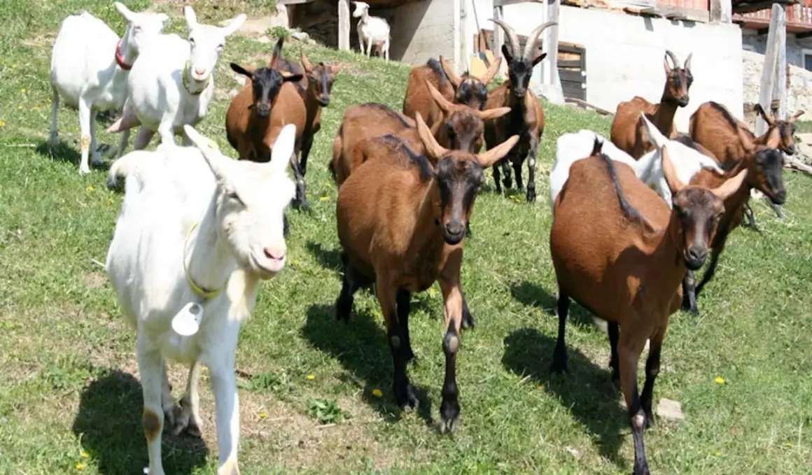 Un gregge di capre, tra cui alcune bianche e altre marroni, pascola su un prato verde. Sembra una riunione di tutte le razze di capre italiane.