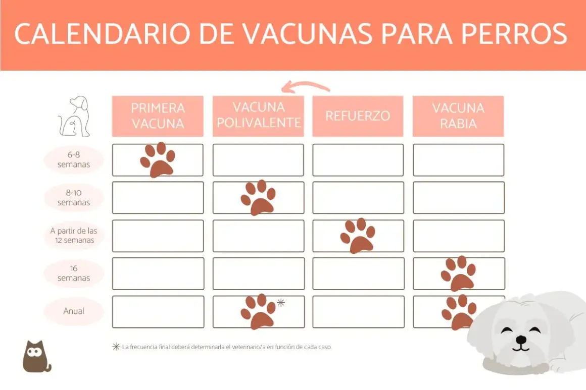 Calendario de vacunas para perros, incluyendo la antirrábica. Muestra las edades para la primera vacuna, polivalente, refuerzos y la vacuna antirrábica.