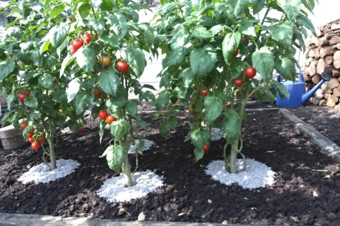 Des plants de tomates bien garnis de fruits rouges, prêts à être récoltés. Quel engrais pour les tomates afin d'obtenir une telle abondance ?