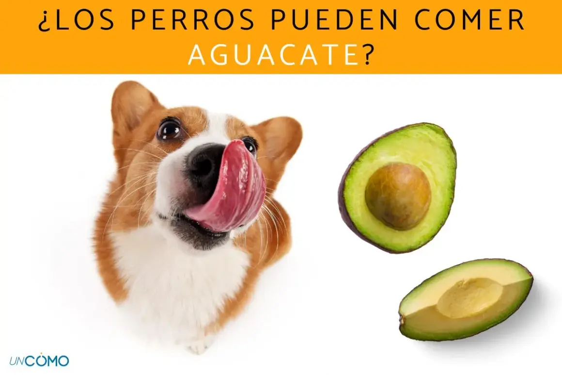 Un perro adorable con la lengua afuera mira dos mitades de aguacate. ¿Los perros pueden comer aguacate?