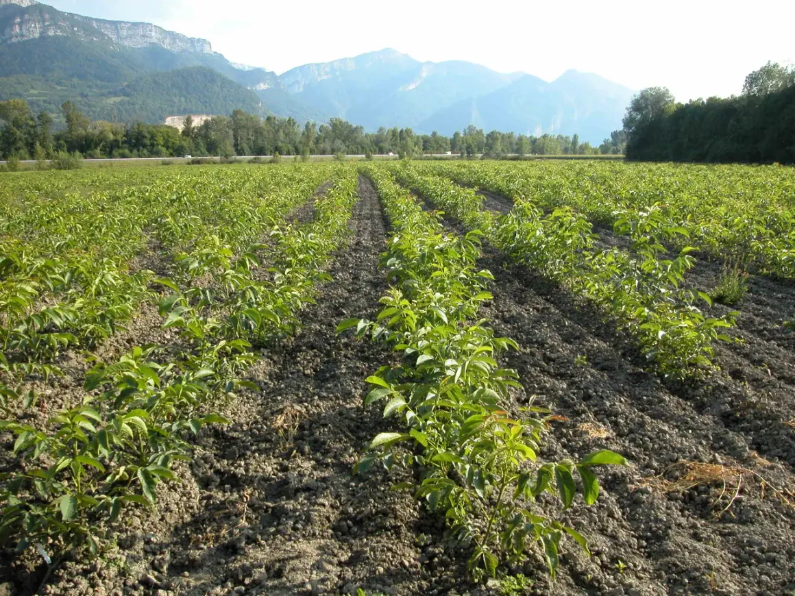 Fila di giovani alberi in un campo, pronti per coltivare noci. Montagne sullo sfondo.