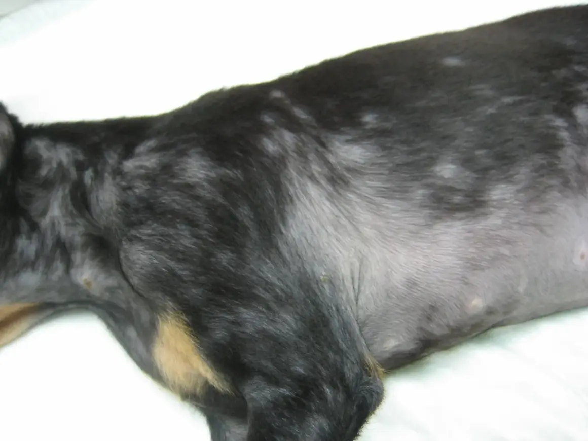 El pelaje de mi perro muestra zonas sin pelo, como si se le cayera el pelo y tuviera calvas.