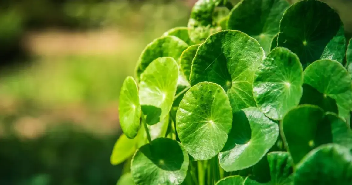 Zielone, okrągłe liście rośliny, znanej z licznych gotu kola właściwości.