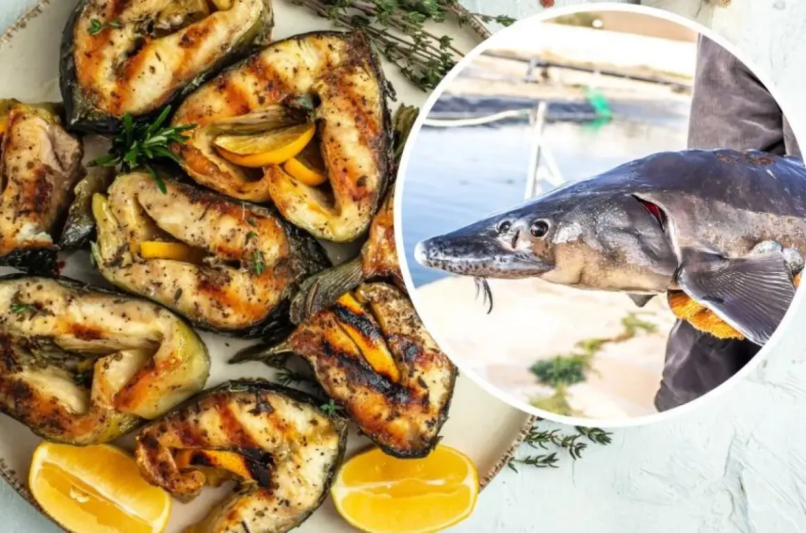 Grillowany jesiotr z cytryną, który obiecuje niezapomniany smak. Obok świeżo złowiony okaz.