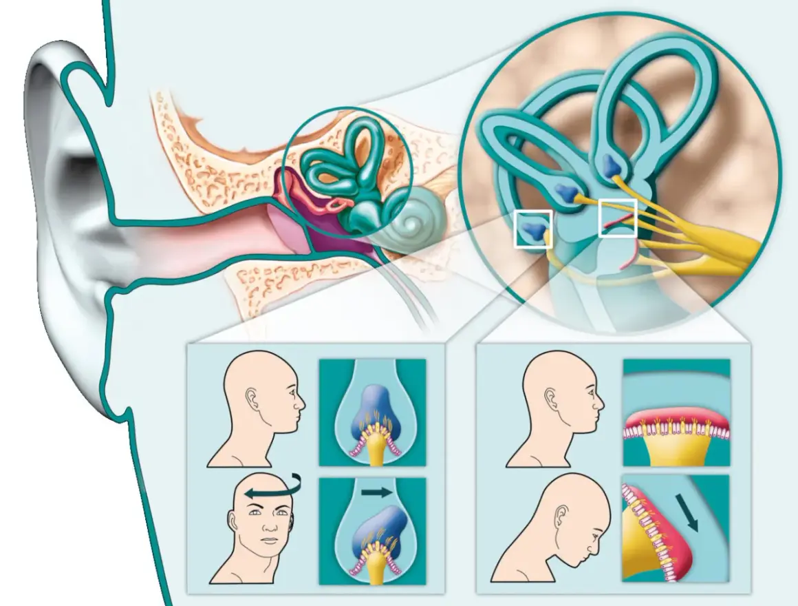Illustrazione dell'orecchio interno e dei canali semicircolari, con diagrammi che mostrano movimenti della testa per alleviare le vertigini. Rimedi della nonna per cervicale e vertigini.