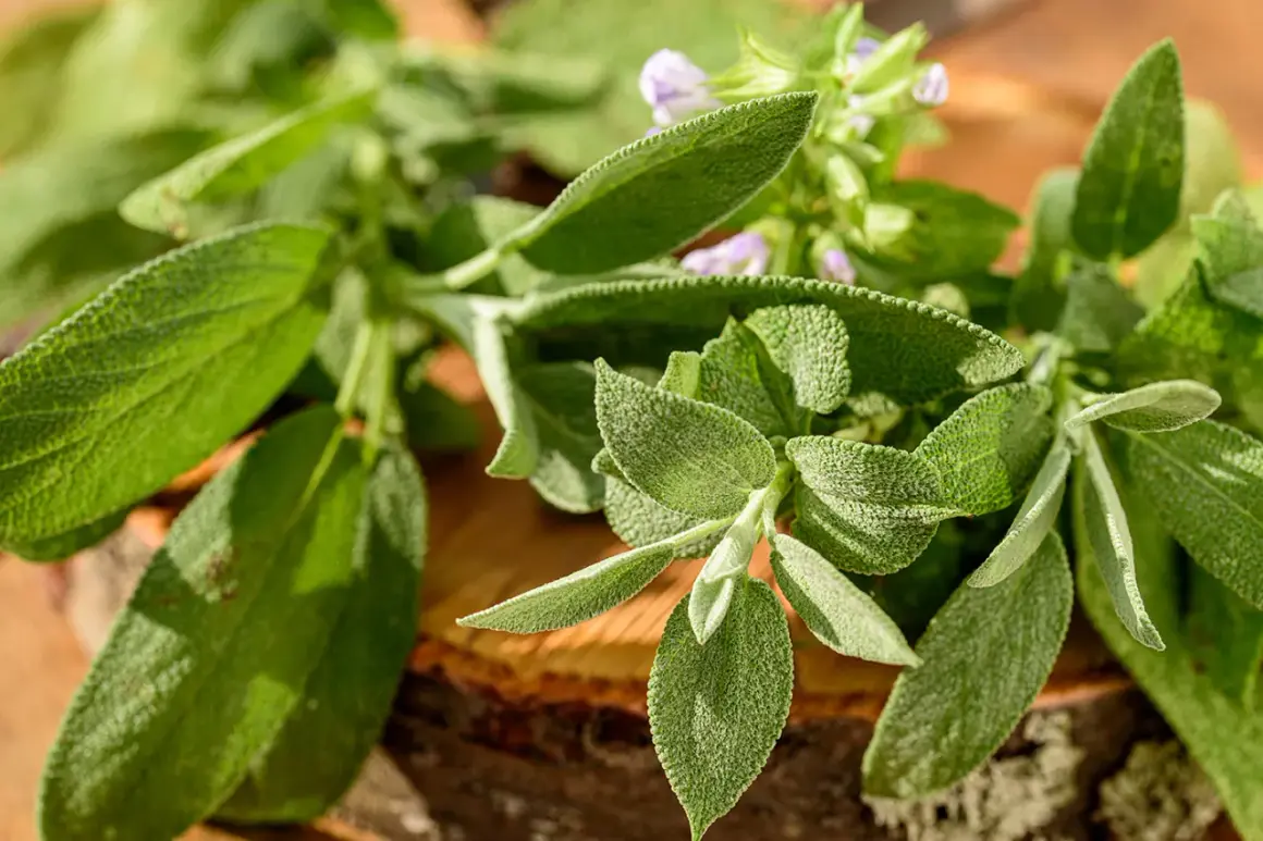 Frische Salbeiblätter mit zarten lila Blüten. Die Salbeitee Wirkung ist bekannt für ihre entzündungshemmenden Eigenschaften.