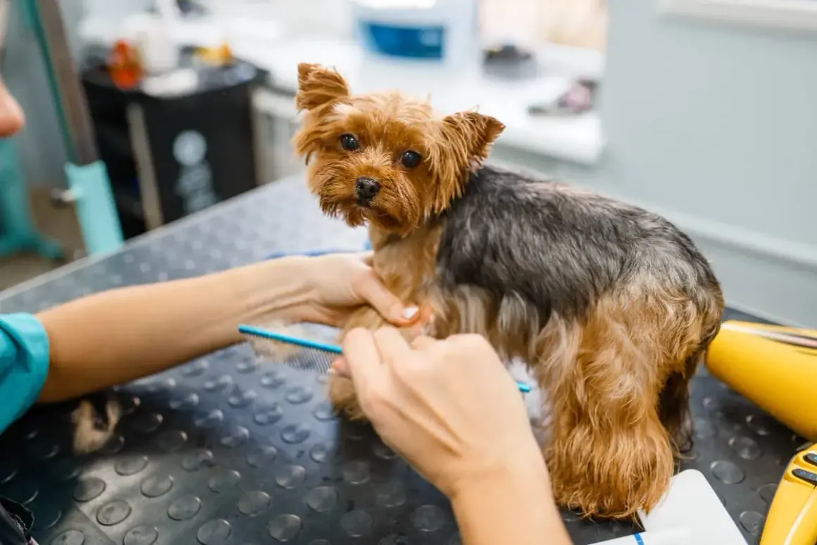 Yorkshire terrier z kołtunami na łapach jest czesany przez groomera.