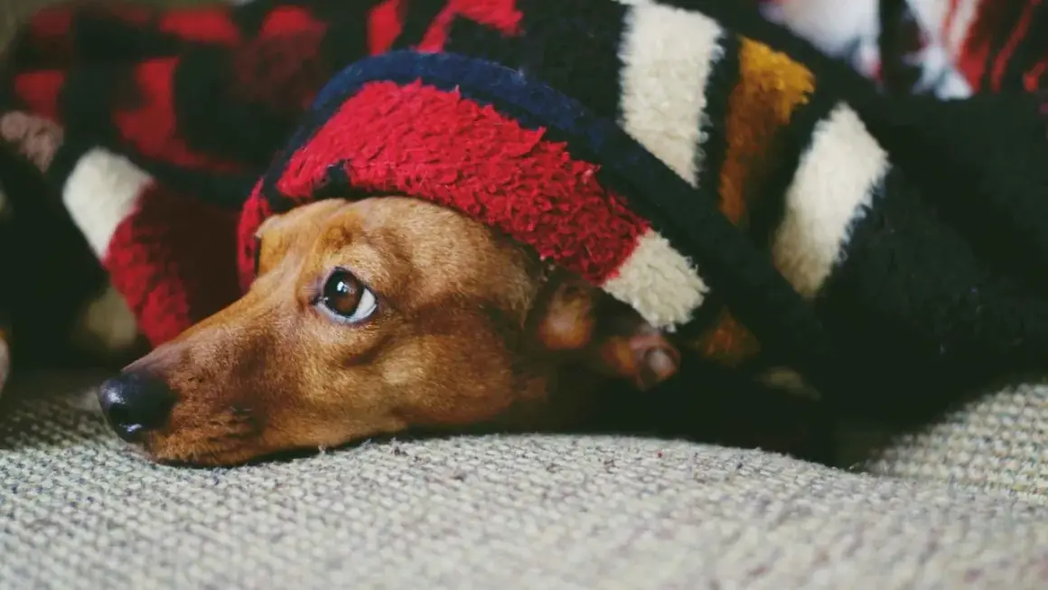 Un perro miedoso se esconde bajo una manta a rayas, con los ojos muy abiertos y alerta.