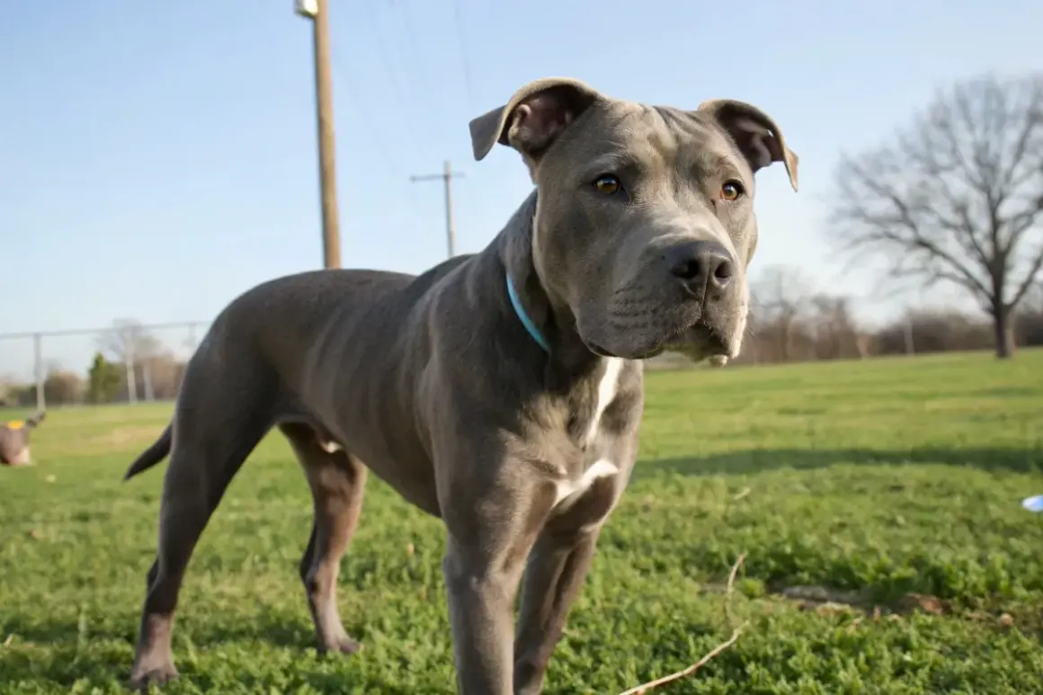 Un American Staff catégorie 1, un chien musclé au pelage gris, se tient dans un parc verdoyant sous un ciel bleu clair.