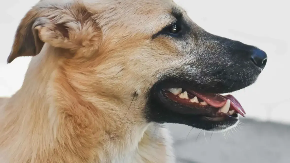 Primer plano de un perro con la boca abierta, mostrando sus dientes. Es un momento clave cuando cambian los dientes los perros.