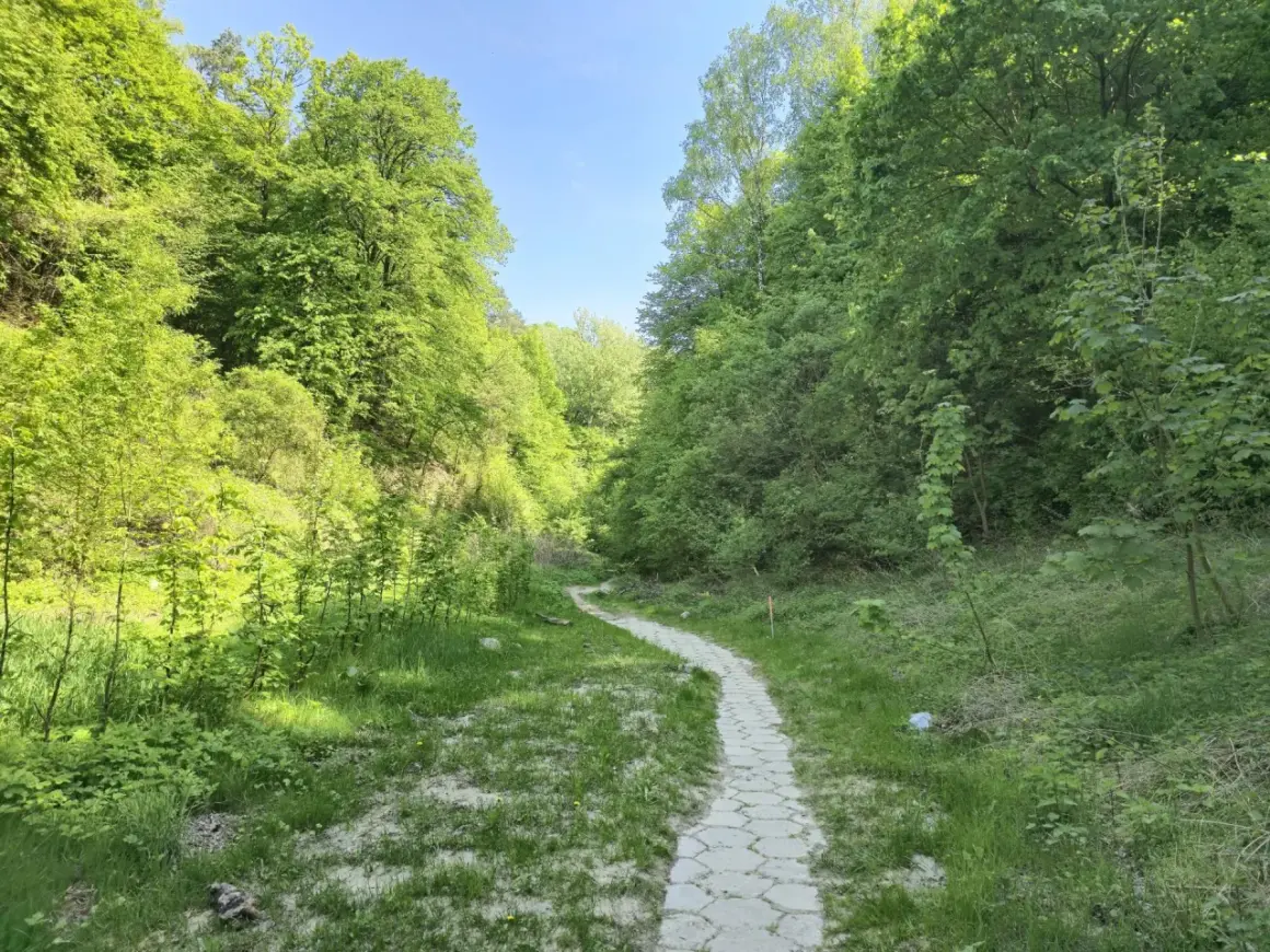 Ścieżka wije się przez zielony wąwóz korzeniowy dół, otoczony bujną roślinnością i drzewami.