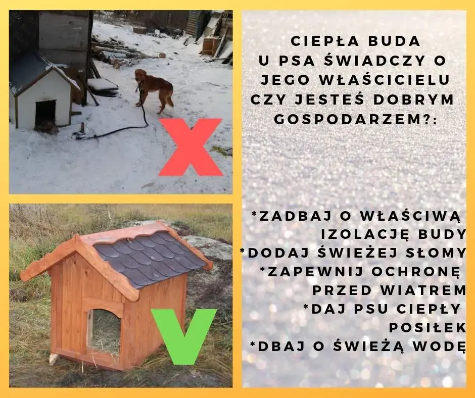 Jak poprawić budę dla psa, aby zapewnić mu ciepło i komfort?