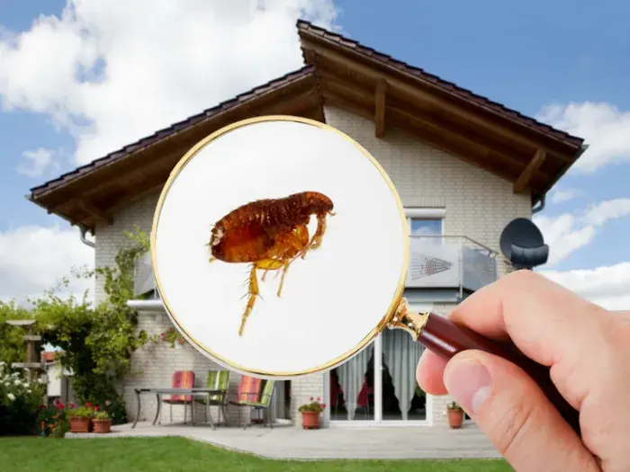 Elimina pulgas de casa de forma efectiva y sin complicaciones