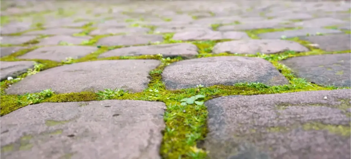 Jak usunąć zielony nalot z kostki? Skuteczne metody i prewencja