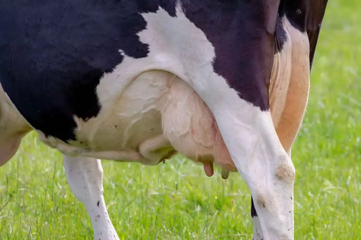 Krowa ma cztery wymiona, widoczne na zielonej łące.