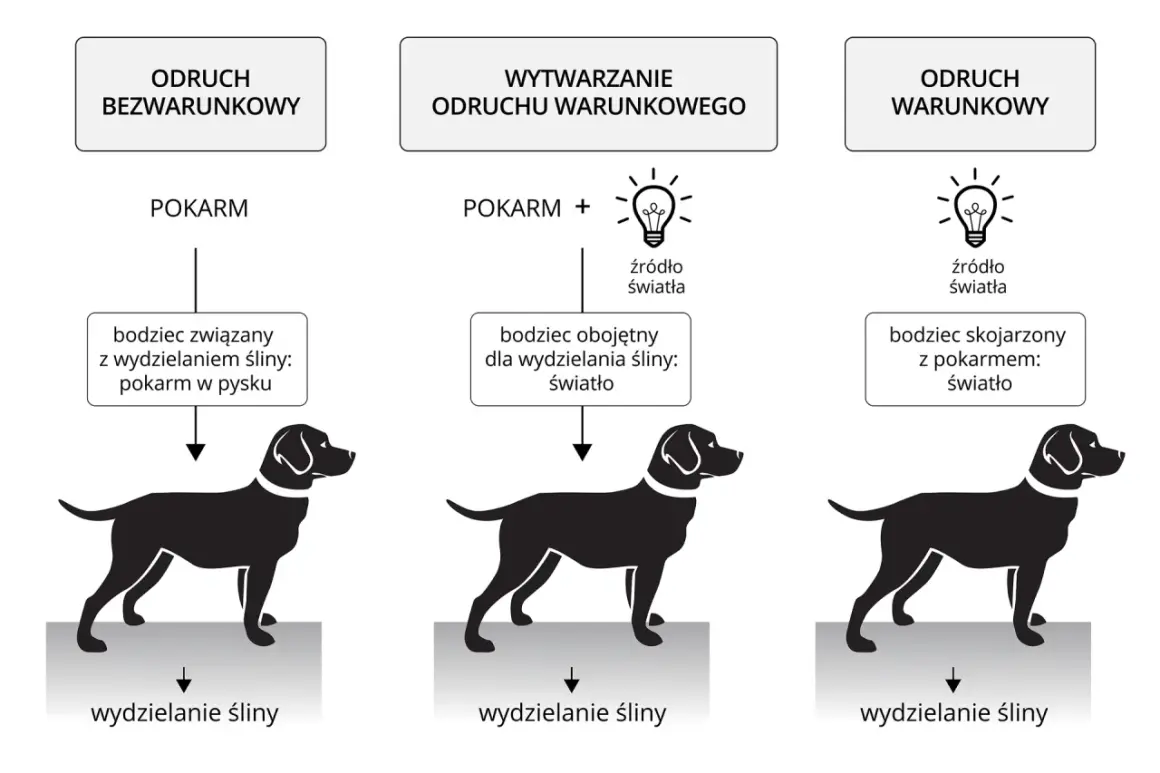 Ilustracja pokazuje, jak pokarm wywołuje odruch wydzielania śliny u psa. Wytwarzanie odruchu warunkowego następuje przez skojarzenie bodźca obojętnego (światło) z pokarmem, co prowadzi do wydzielania śliny na sam widok światła.
