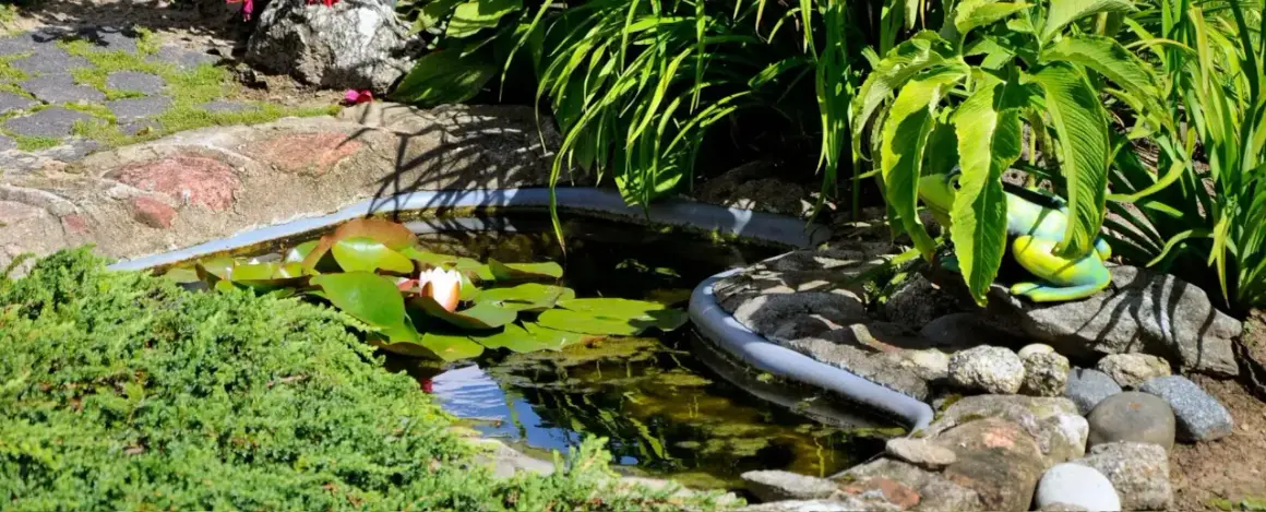 Un étang paisible avec des nénuphars, une grenouille décorative et une plante aquatique comestible en arrière-plan.