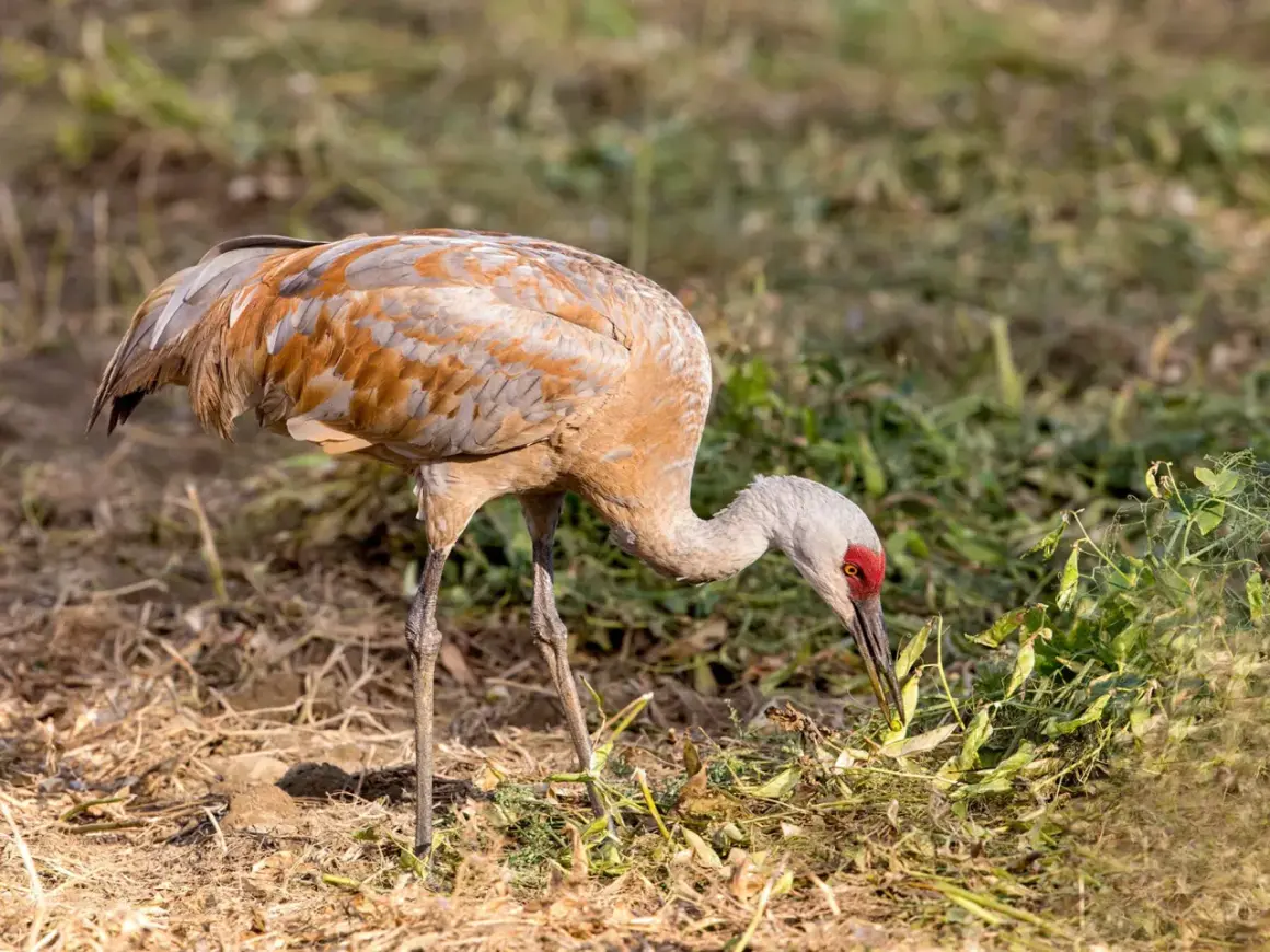 Żuraw z rudawym upierzeniem pochyla się nad ziemią, szukając pożywienia. Widać, że żurawie jedzą zielone pędy i strączki roślin.