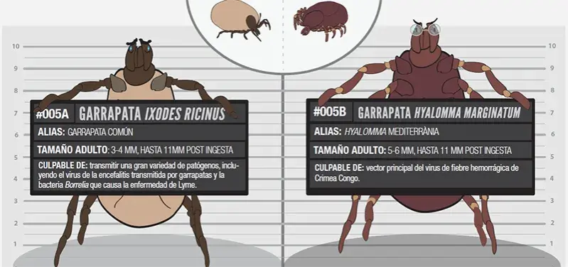 Todo lo que necesitas saber sobre la garrapata de mar y sus riesgos