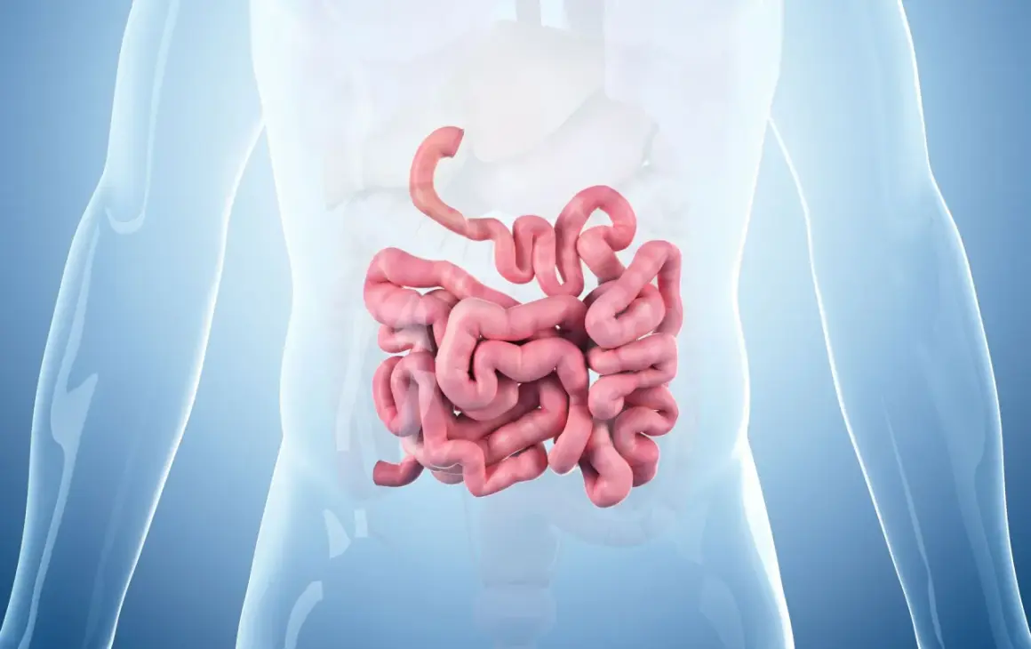 Anatomical illustration showing the coiled structure of the small intestine, highlighting its complexity and the potential for issues like rak jelita cienkiego.