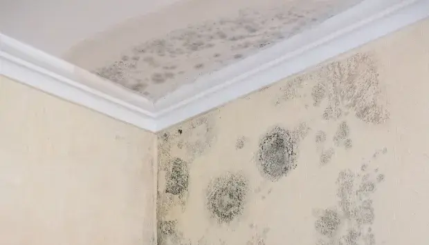 Badezimmer Tapete: So vermeiden Sie Schimmel und Schäden beim Anbringen