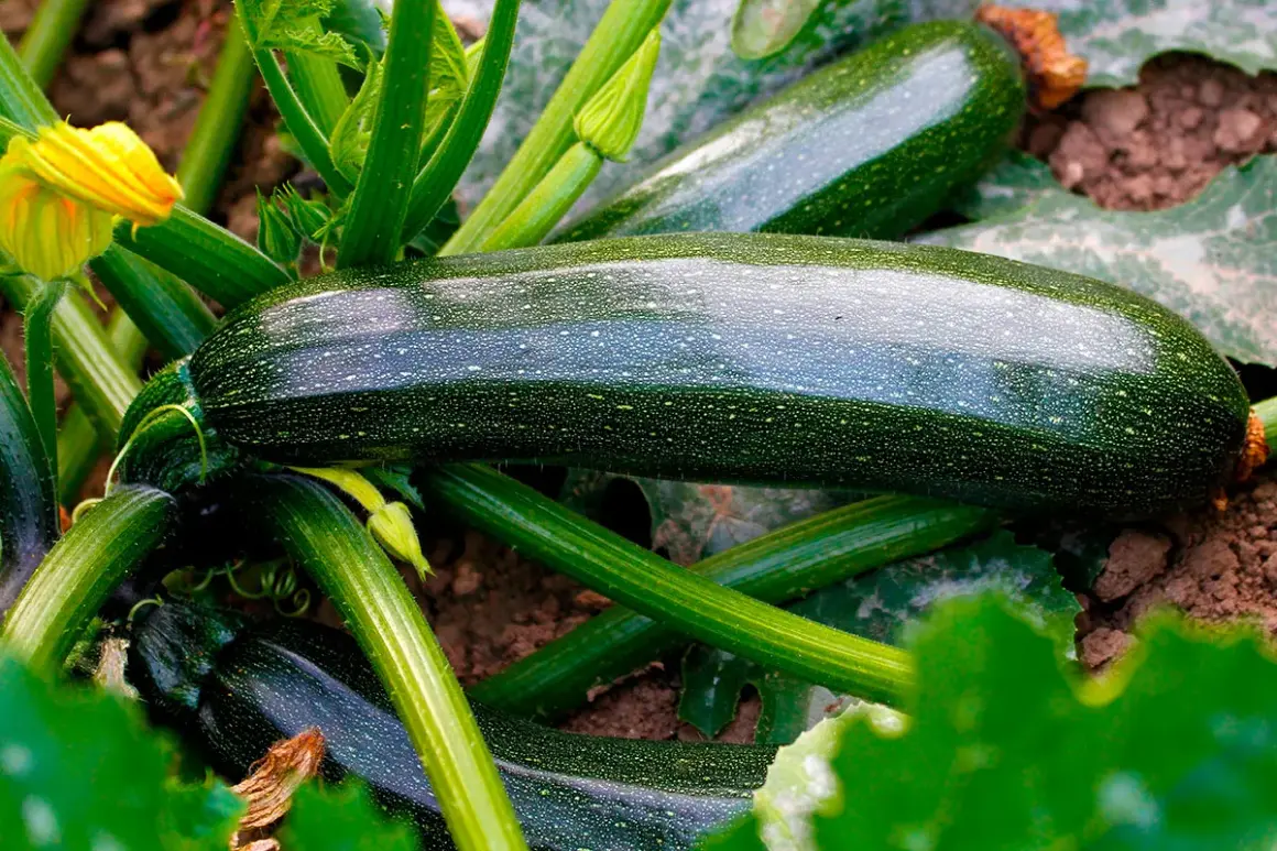 Mörka, glänsande squash diamant slingrar sig bland gröna blad och stjälkar. En gul blomma lyser upp bilden.