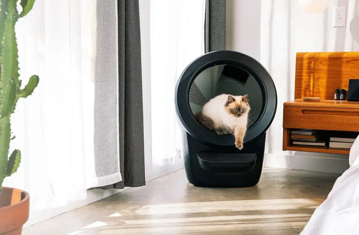 En vacker katt sitter i en självrengörande kattlåda bäst i test. Den moderna kattlådan är svart och har en rund öppning.