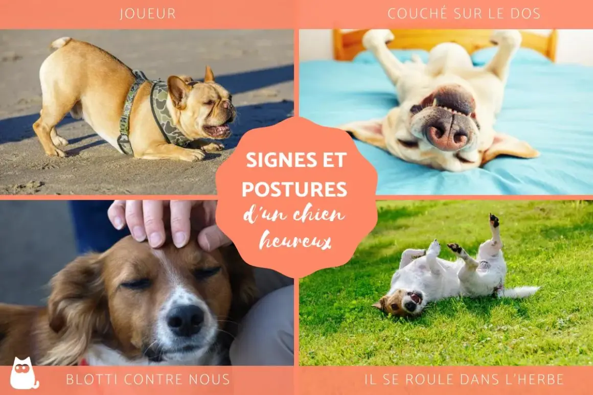 Comment savoir si son chien est heureux : postures de jeu, roulades dans l'herbe, câlins et détente sur le dos.