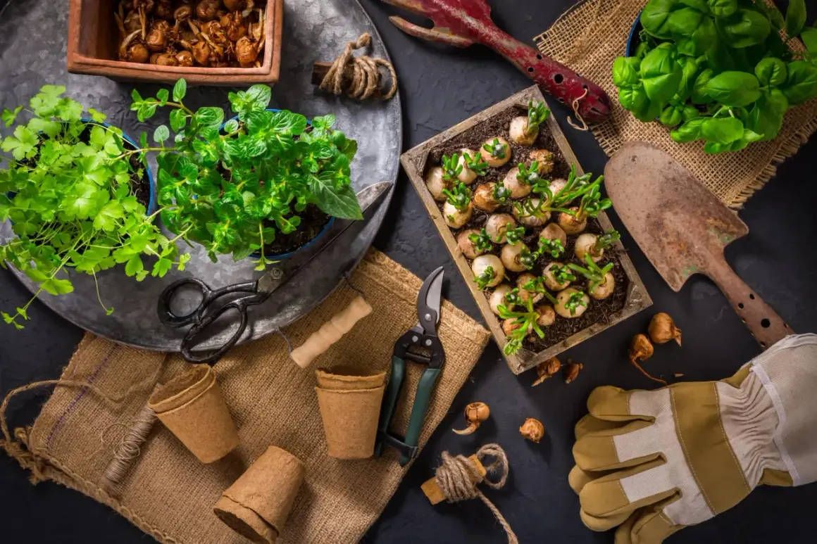 Germogli di bulbi e piantine verdi, pronti per essere trapiantati. Ecco cosa si semina a gennaio per un giardino rigoglioso.