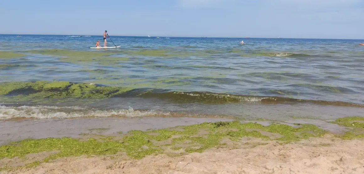 Zielone glony na wodzie i plaży, mimo że kąpieliska nad morzem są zamknięte, para na desce SUP i inne wodne atrakcje.