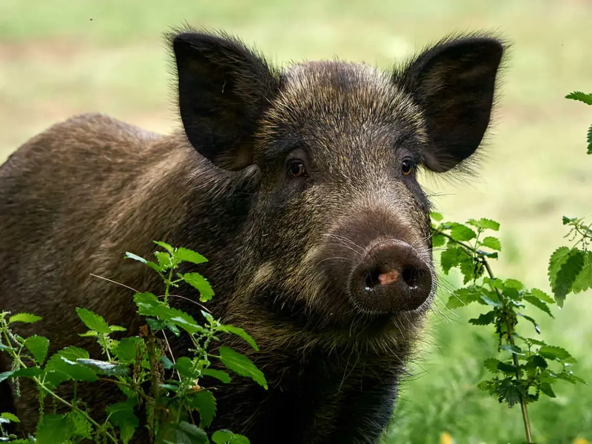 Un jeune bébé sanglier, curieux, émerge de la végétation verdoyante.