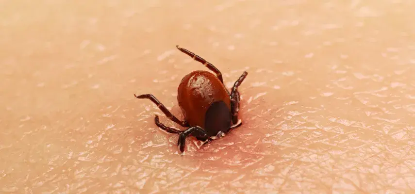 Cómo se mueren las garrapatas: métodos efectivos para eliminarlas