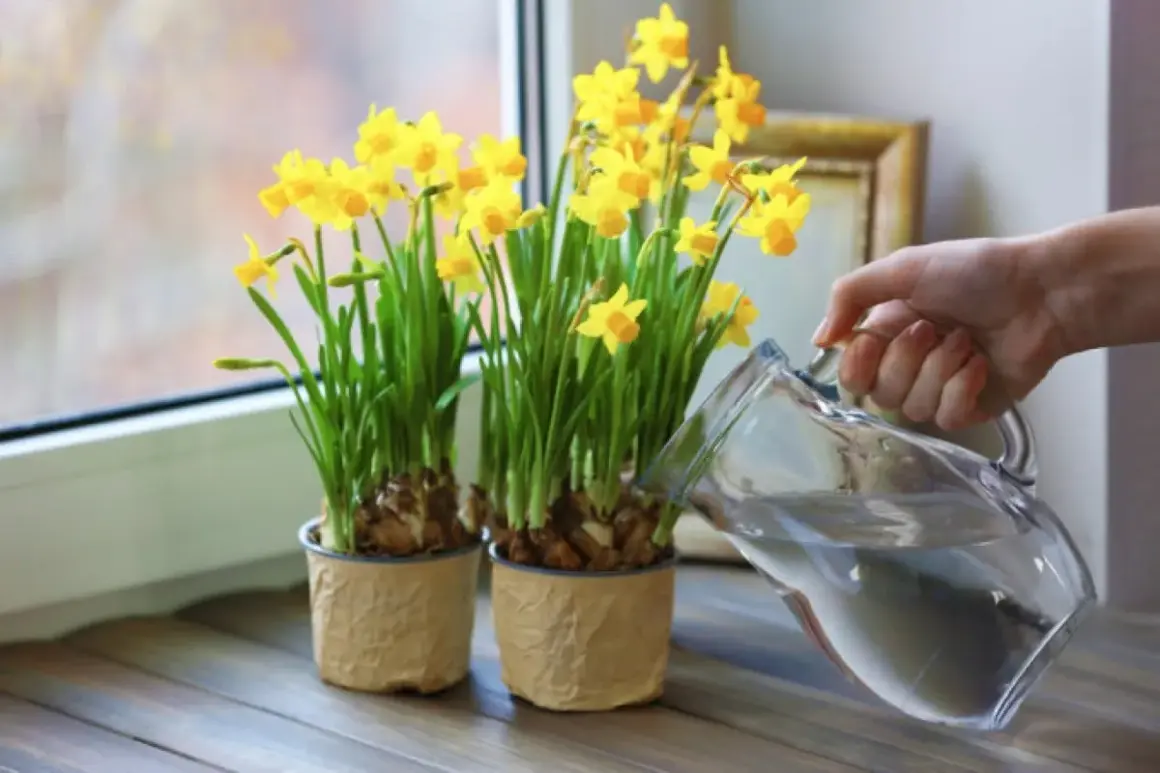Vaso con narcisi gialli in fiore, una mano versa acqua da una caraffa. Ideale per sapere quando piantare i narcisi in vaso.