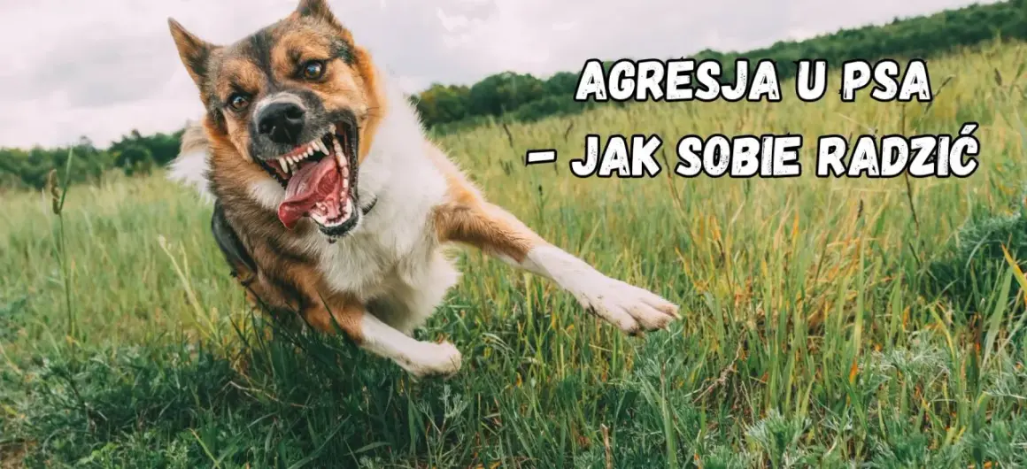 Agresja lękowa u psa. Wściekły pies w trawie, z otwartym pyskiem i widocznymi kłami.