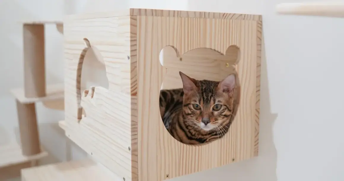 Drapak dla kota DIY: Zbuduj idealny, tani i bezpieczny drapak!