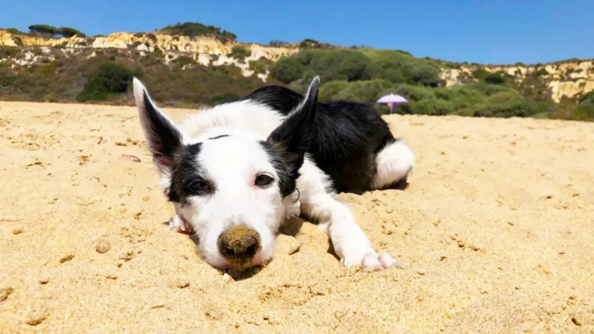 Un perro blanco y negro descansa en la arena de la playa, con colinas verdes y el cielo azul al fondo.