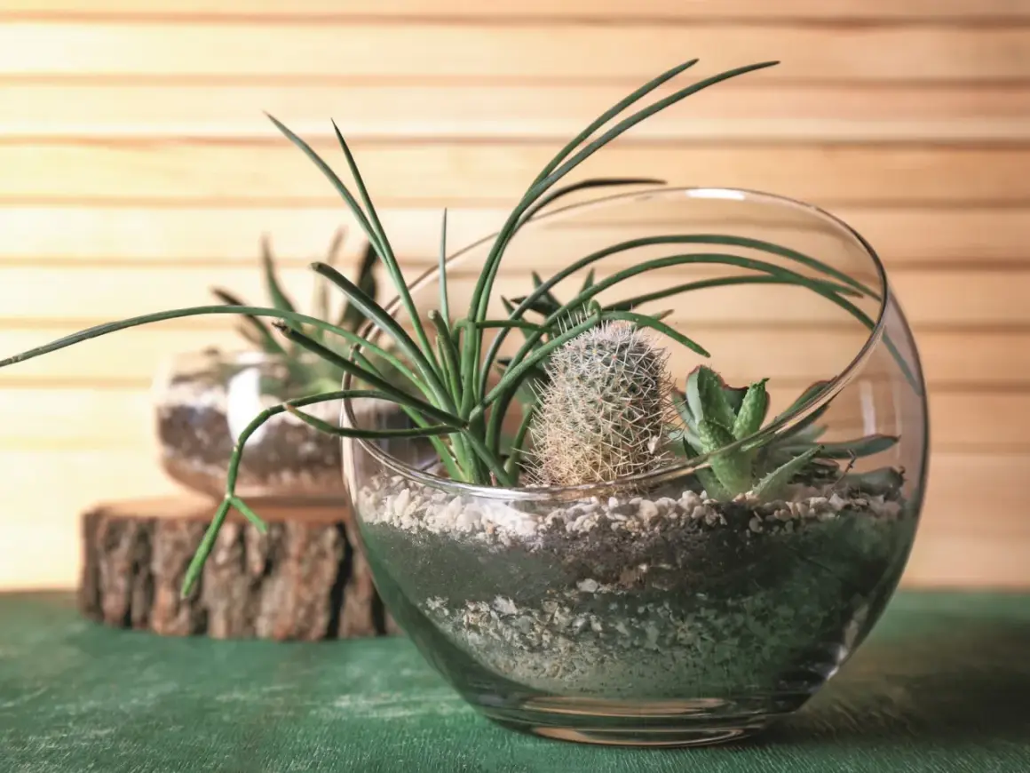 Miniaturowy ogród w szklanej kuli: sukulenty i kaktus w otoczeniu kamyków i ziemi. Kwiaty w wodzie w szkle tworzą zieloną oazę.