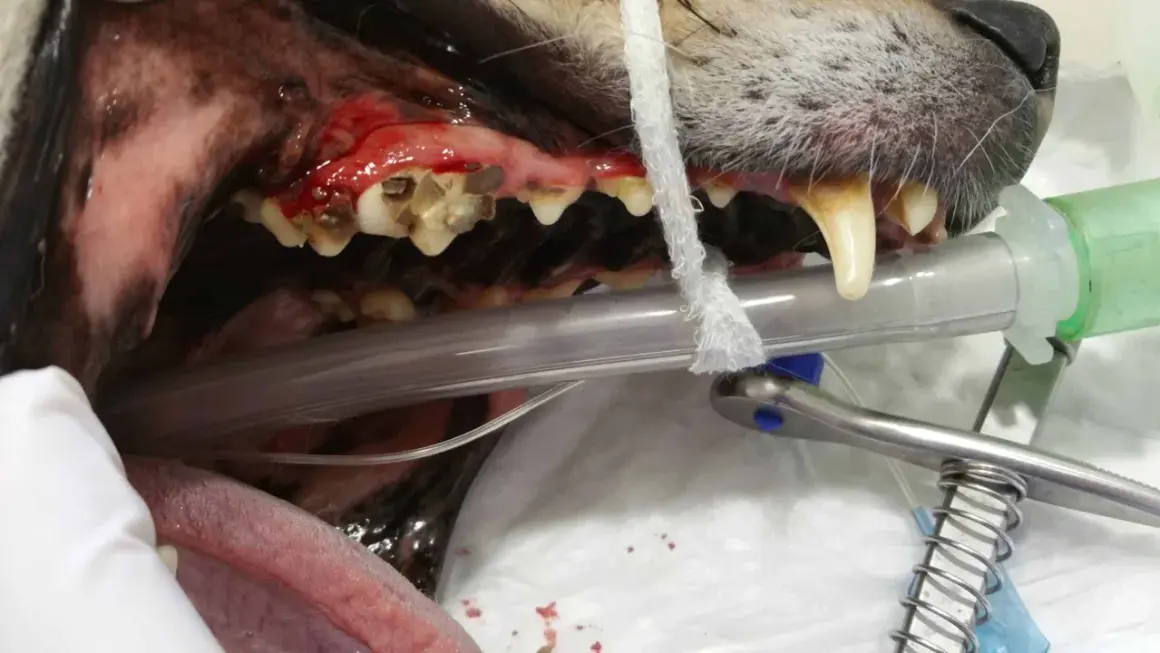 Boca de perro con encías inflamadas y dientes sucios, indicativo de mal aliento perros. Se observa equipo veterinario.